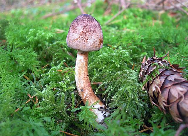 Prima  dell�era  glaciale